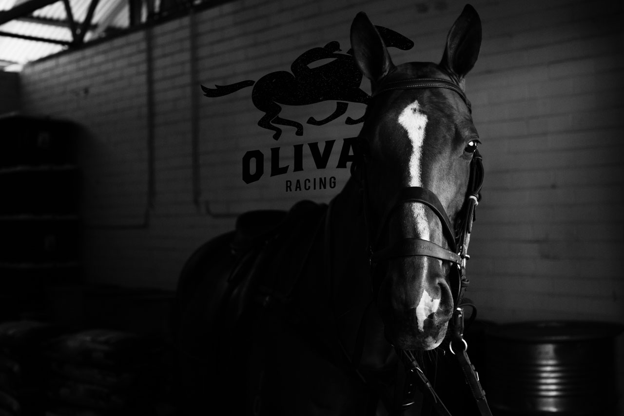 Black and white photo of horse looking into the camera