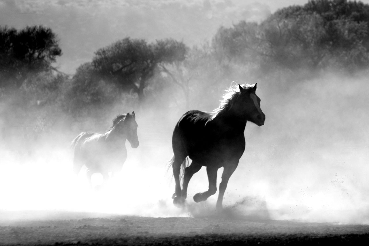 Two wild horses running and kicking up dust